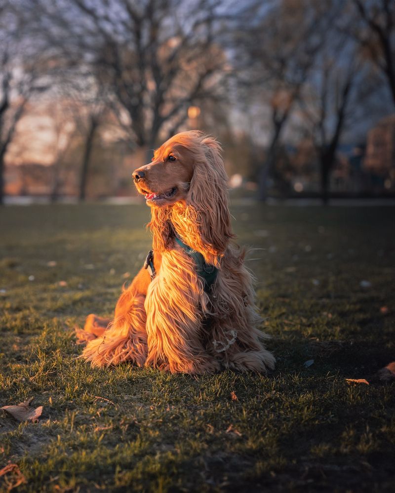 Cocker Spaniel
