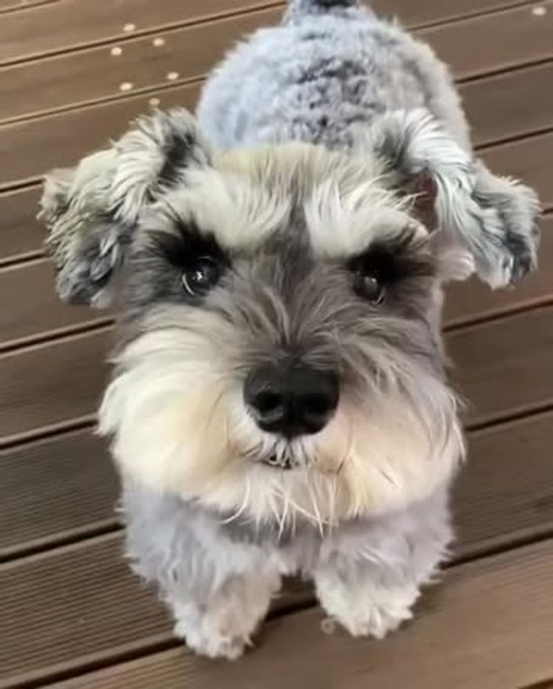 Miniature Schnauzer