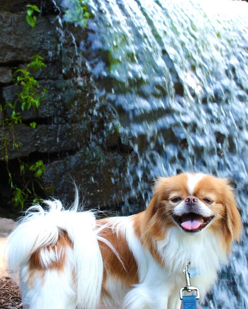 Japanese Chin