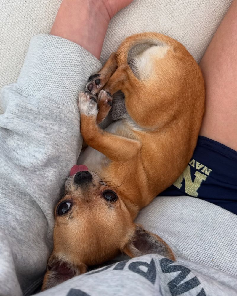 Chihuahua