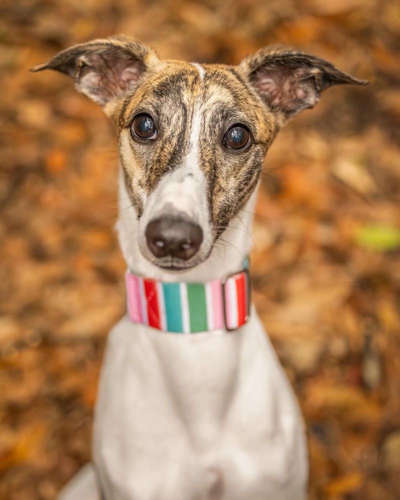 Whippet