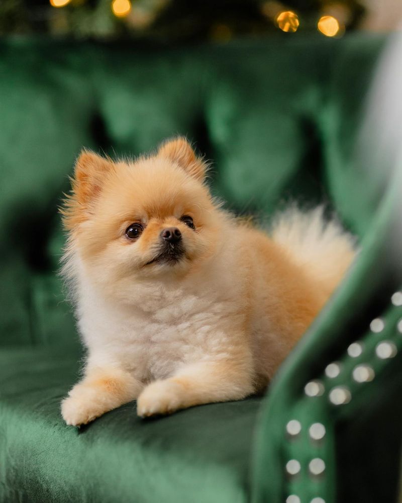 Pomeranian