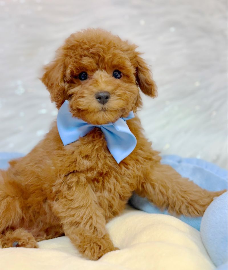 Poodle