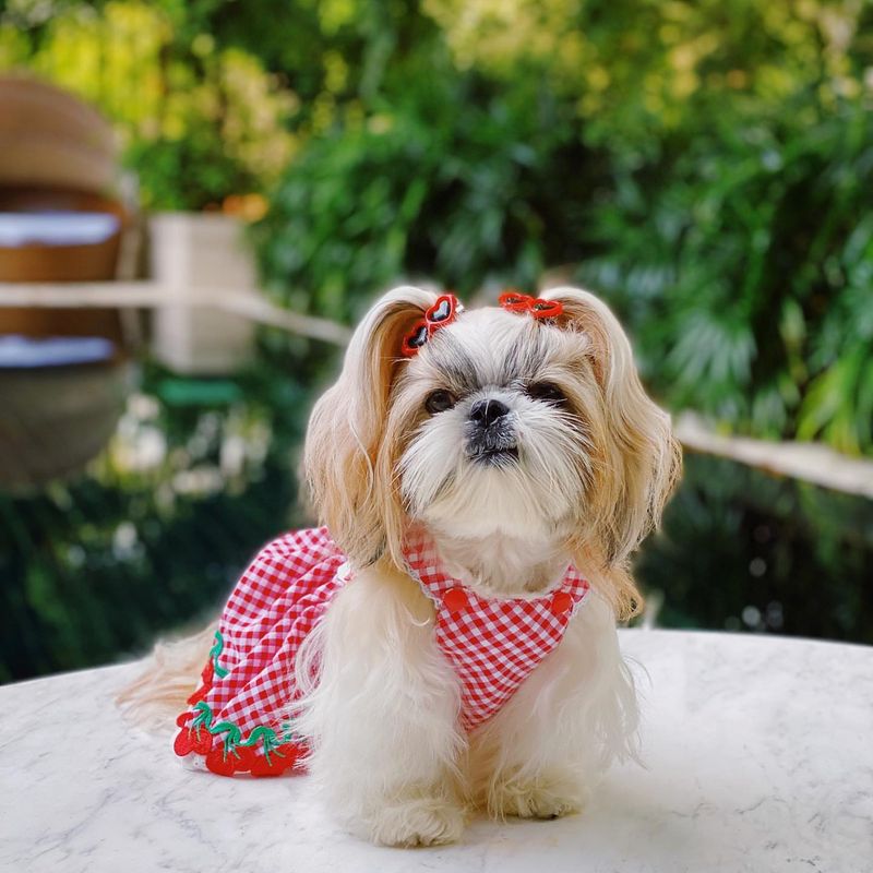 Shih Tzu