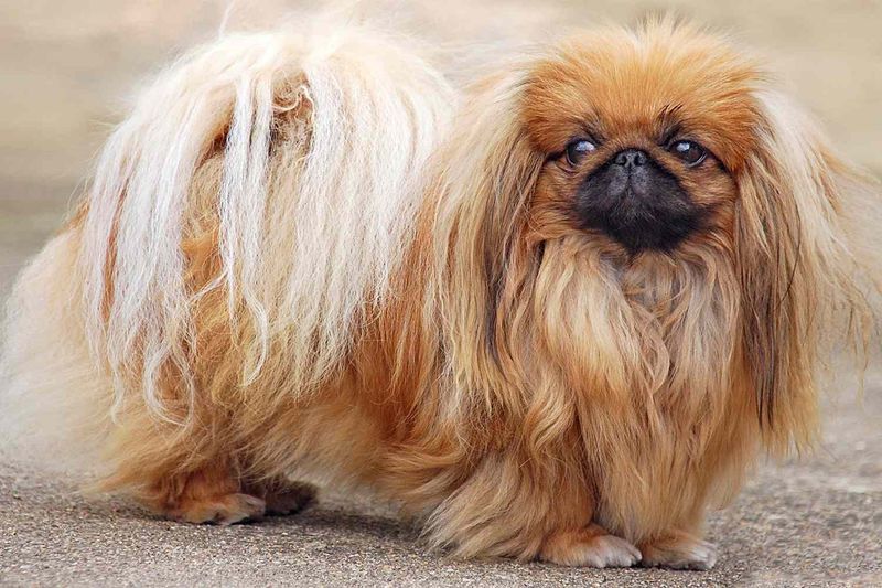 Pekingese