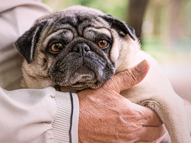 Pug