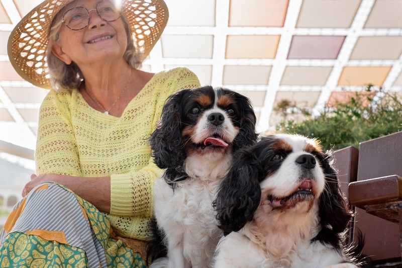 Cavalier King Charles Spaniel