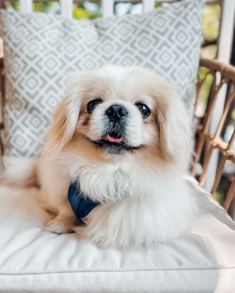 Pekingese
