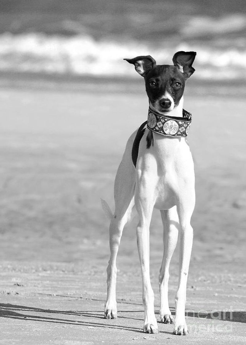 Italian Greyhound