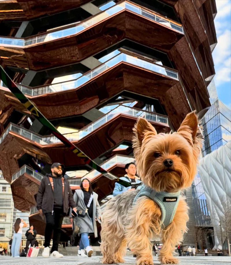 Yorkshire Terrier