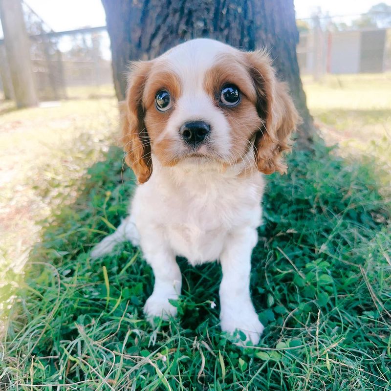 Cavalier King Charles Spaniel