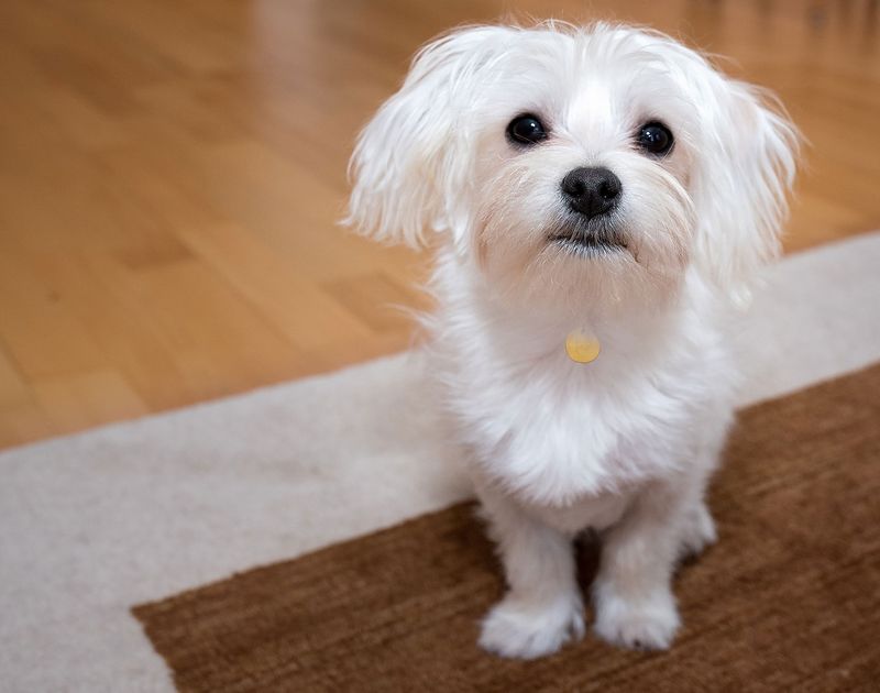Maltese hypoallergenic dog for allergies