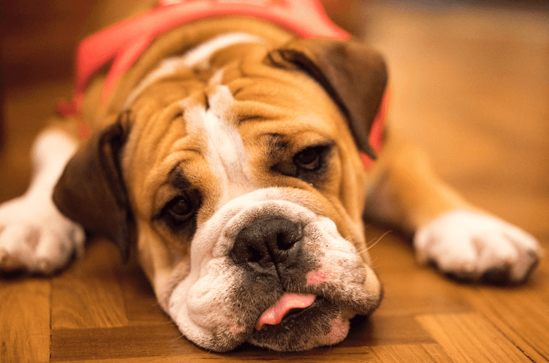 Bulldog