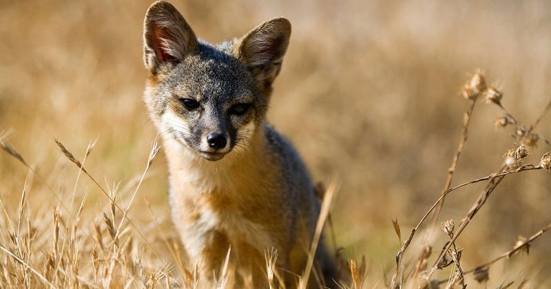 Island Fox