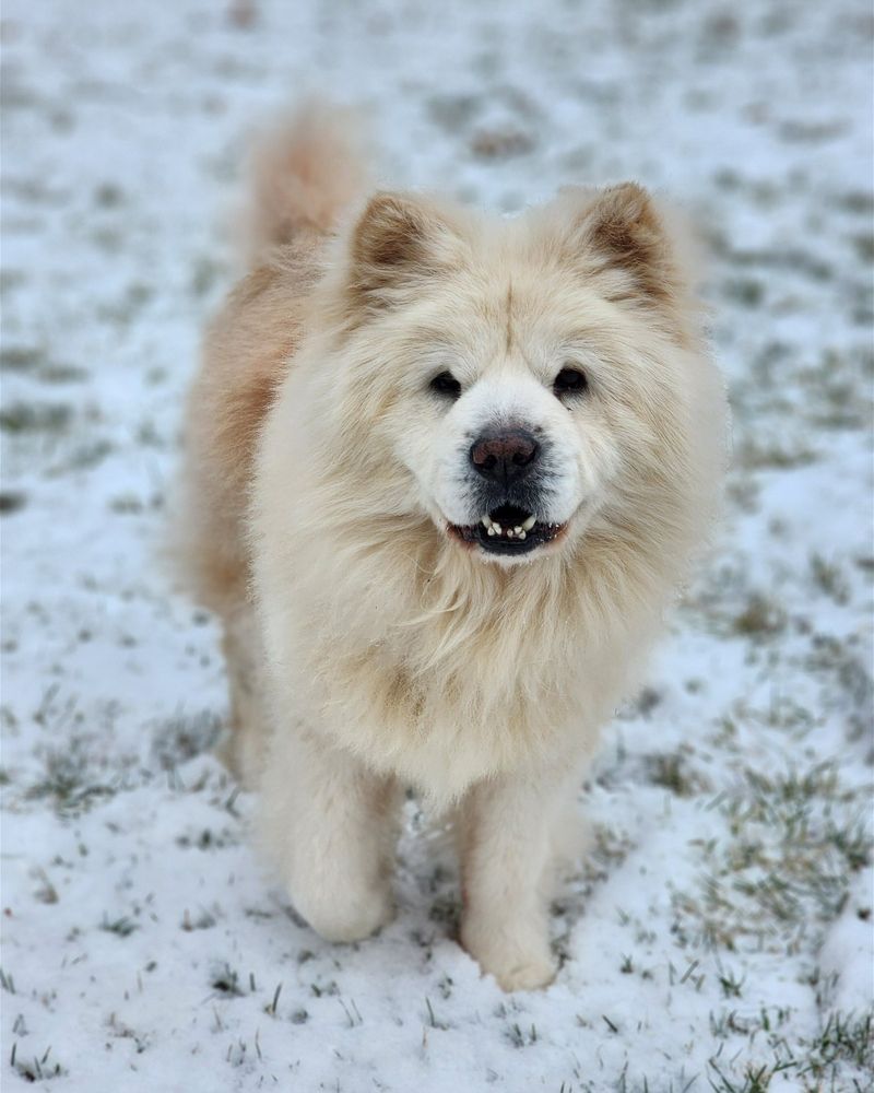 Chow Chow