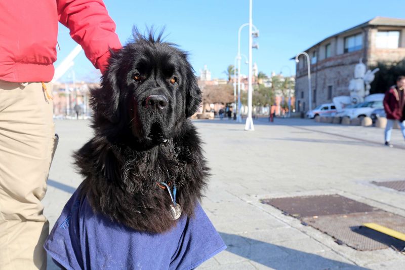 Newfoundland