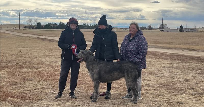 Irish Wolfhound