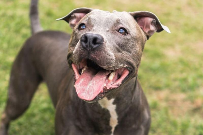 Pit Bull Advocacy