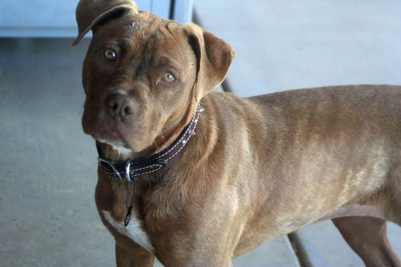 Understanding Temperament