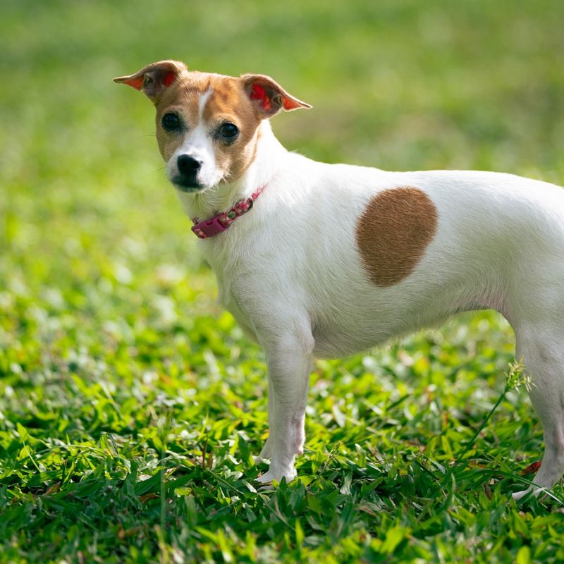 Chihuahua