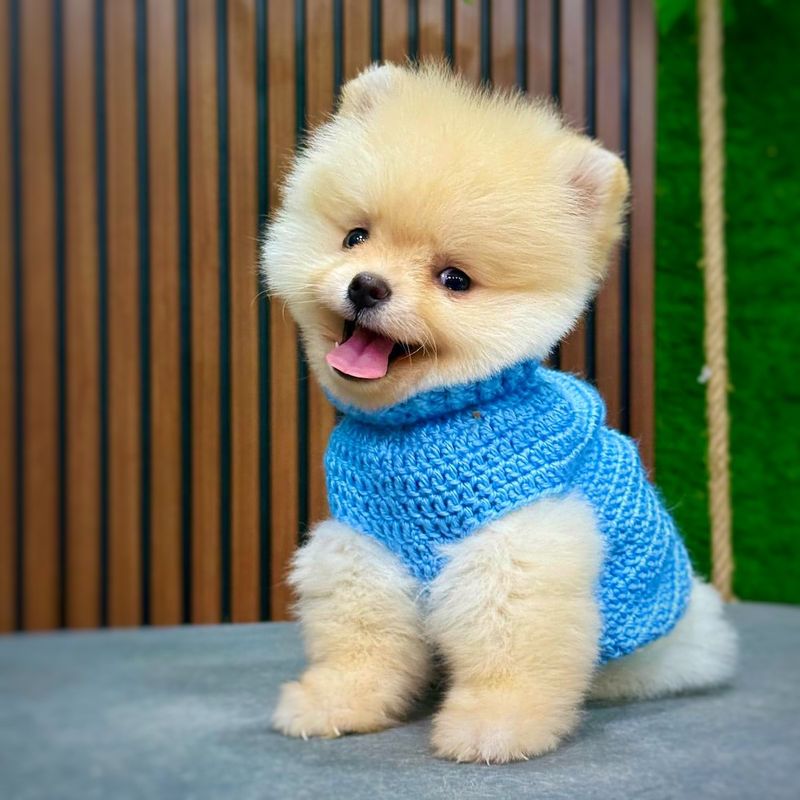 Pomeranian