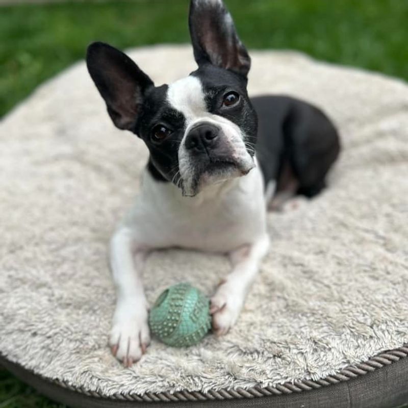Boston Terrier