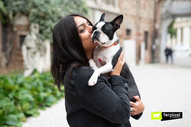Boston Terrier