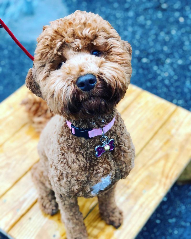 Labradoodle