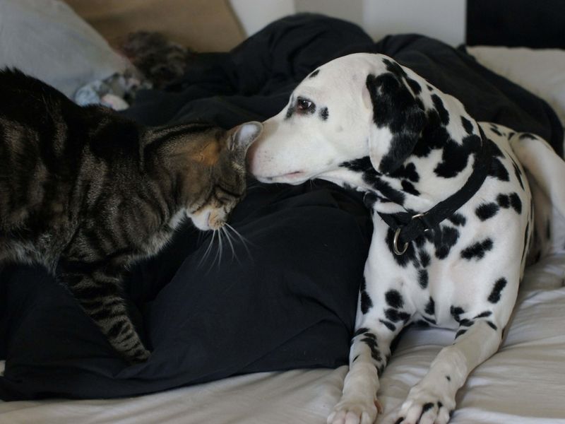 Dalmatian