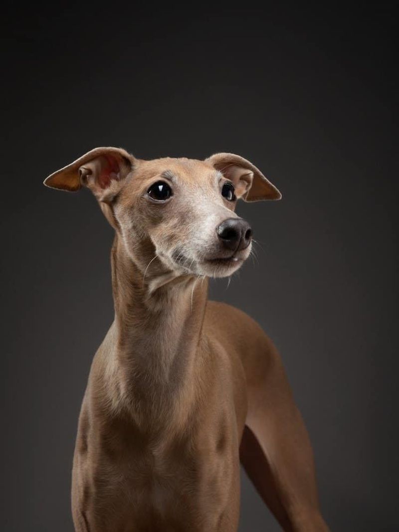 Italian Greyhound