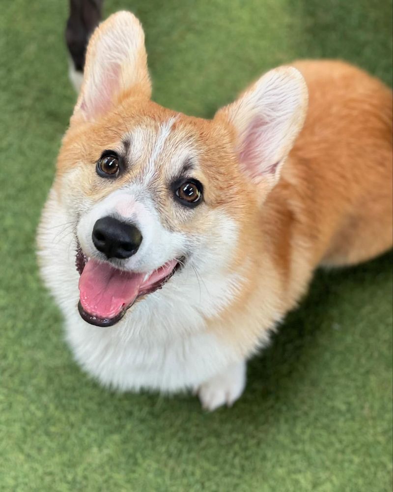 Corgi