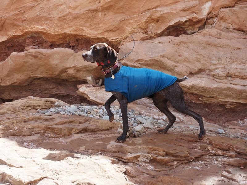 Cool Coats