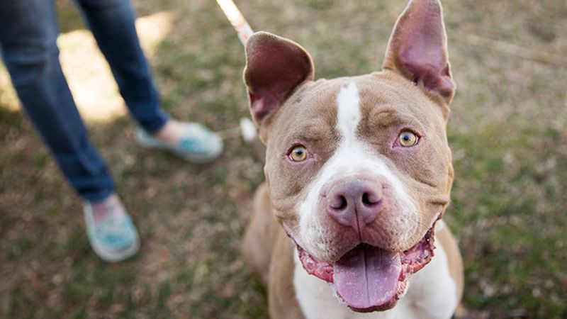 Breed-Specific Legislation