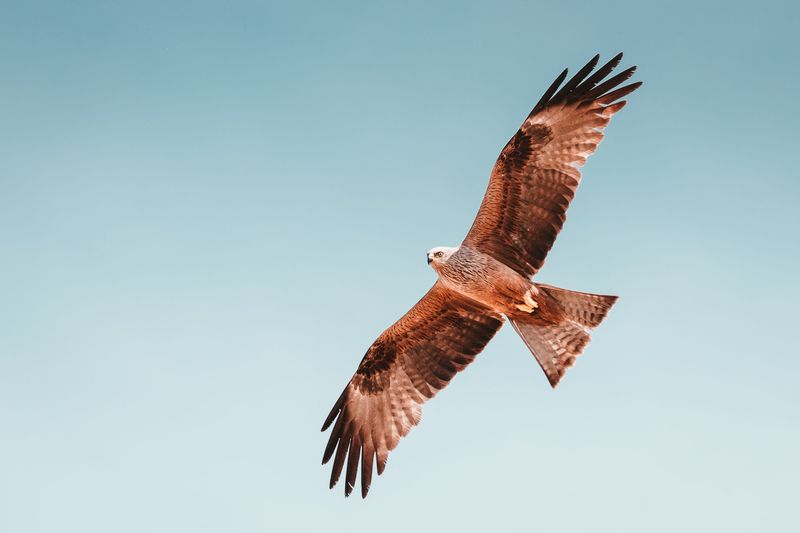 Hawks