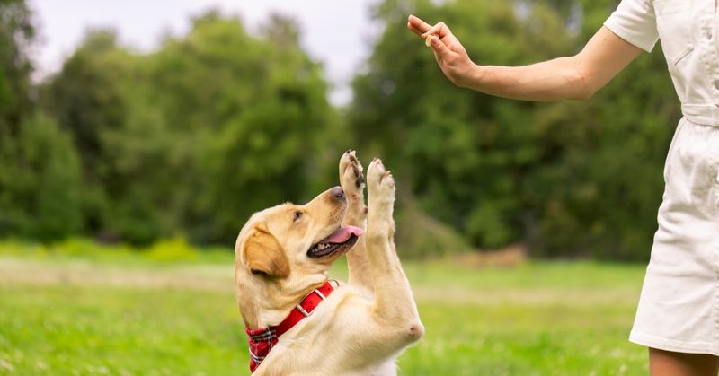 Understanding Commands and Cues