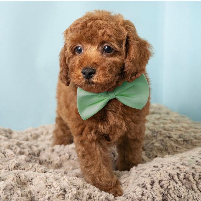 Poodle dog hypoallergenic breed NYC