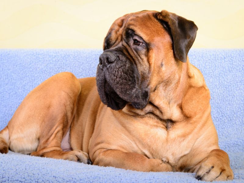 Bullmastiff