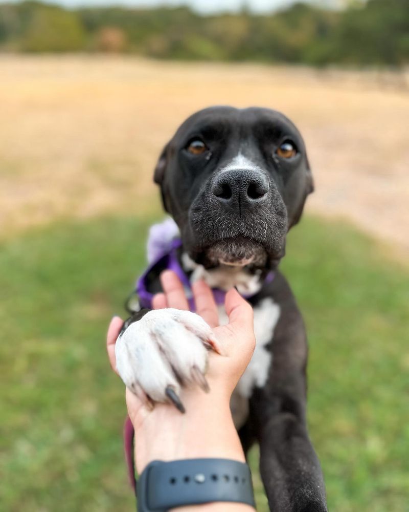 Adoption Challenges