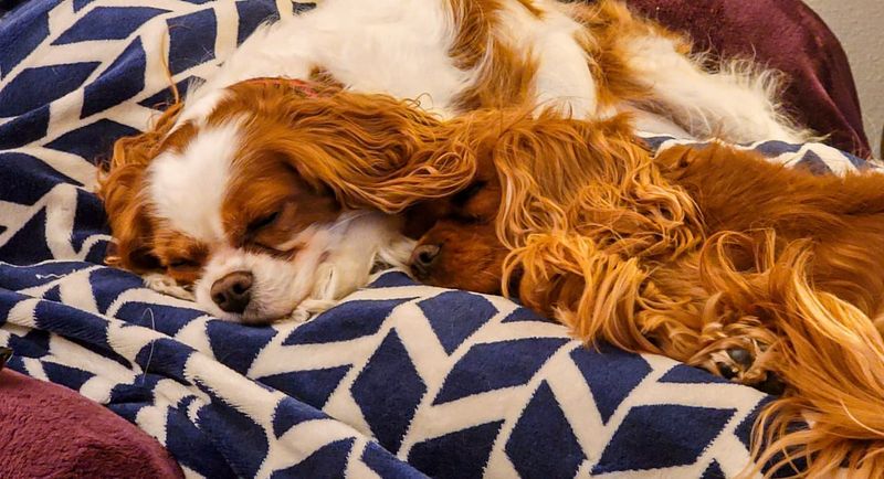 Cavalier King Charles Spaniel