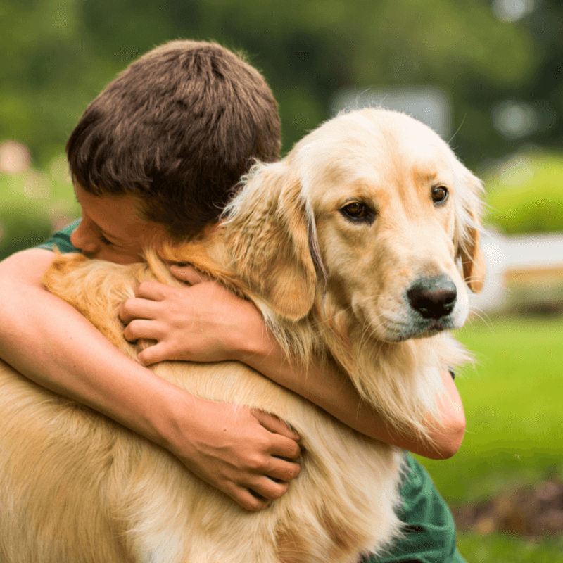 Golden Retriever