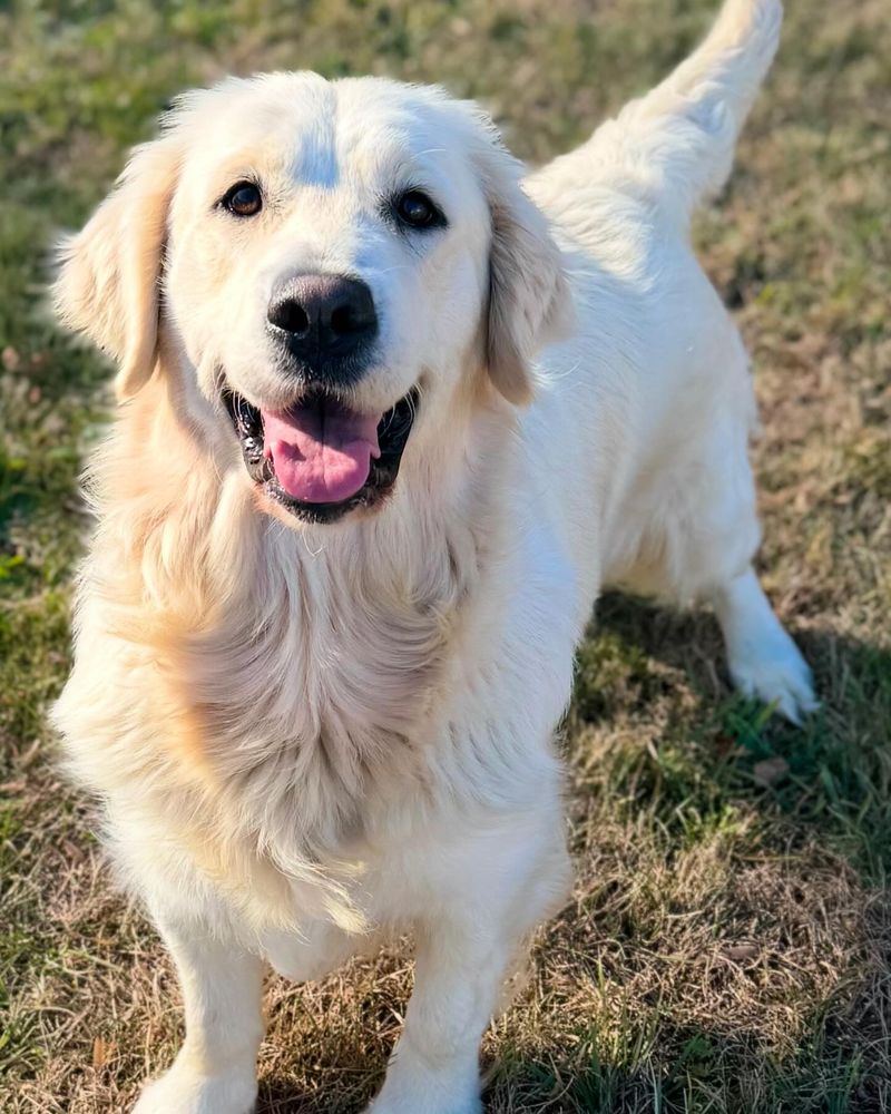 Golden Retriever