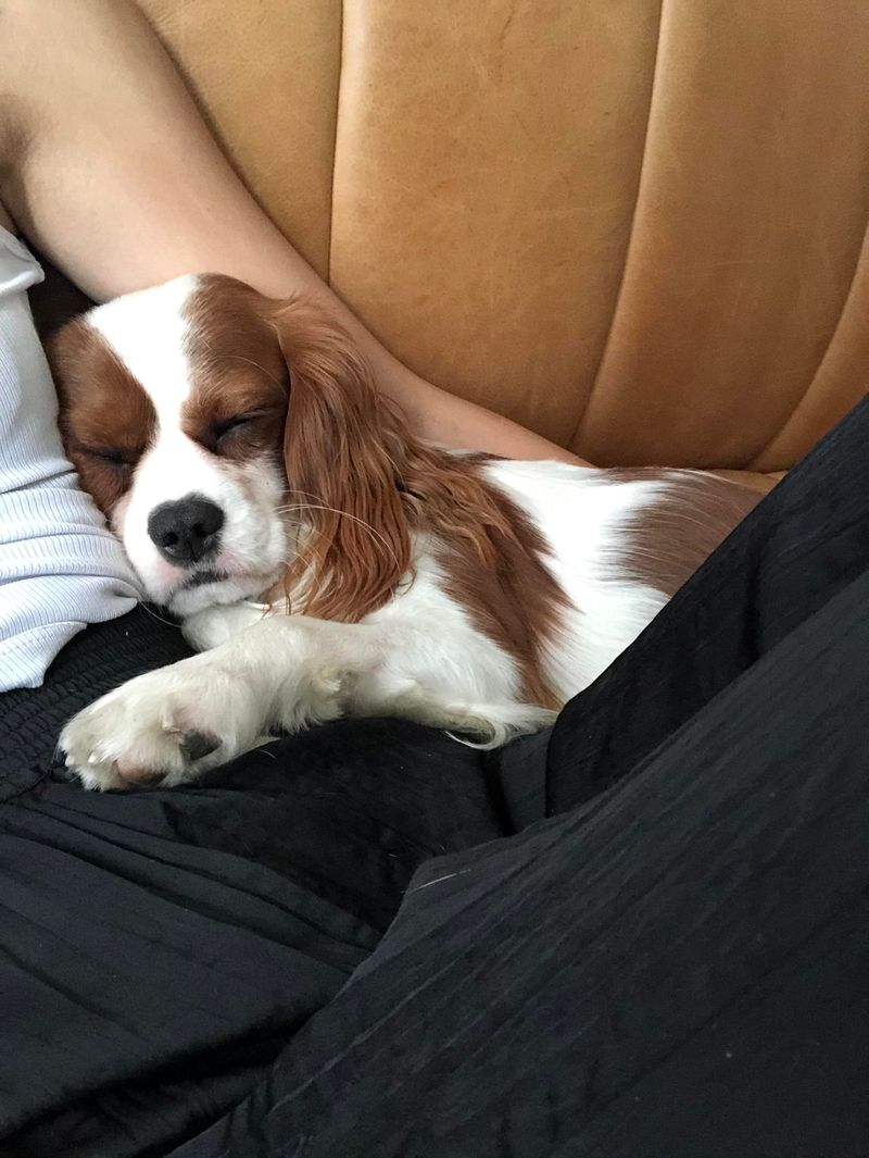Cavalier King Charles Spaniel