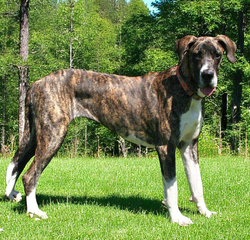 Great Dane