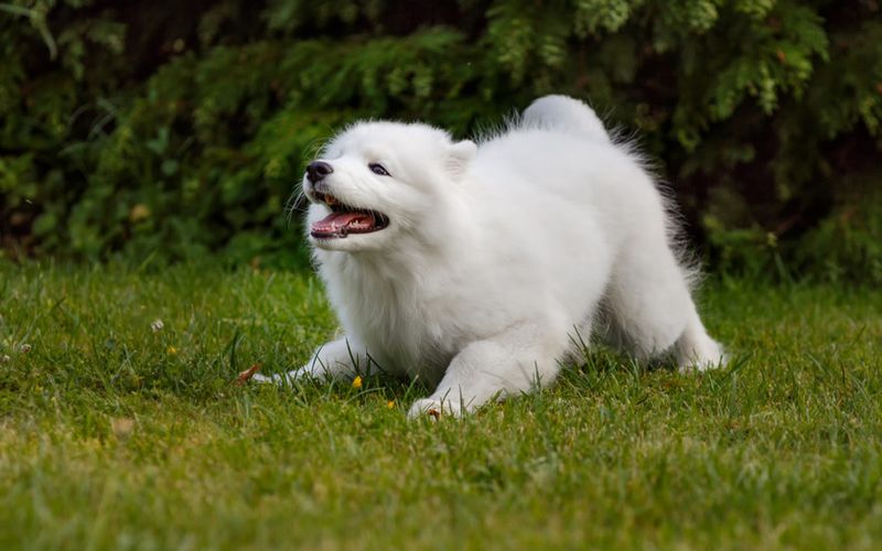 Samoyed