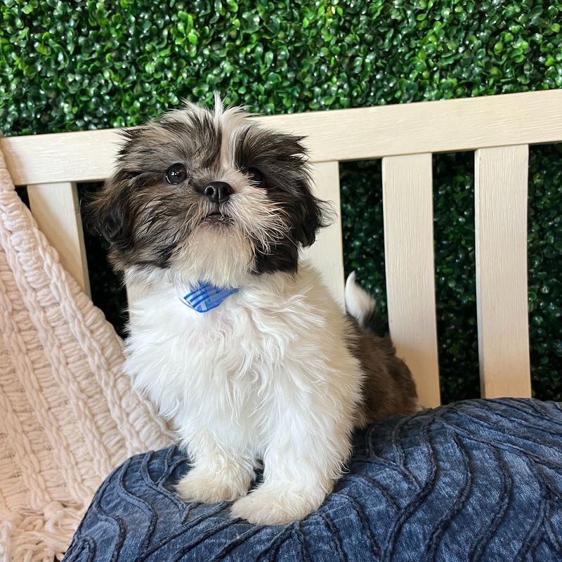 Shih Tzu