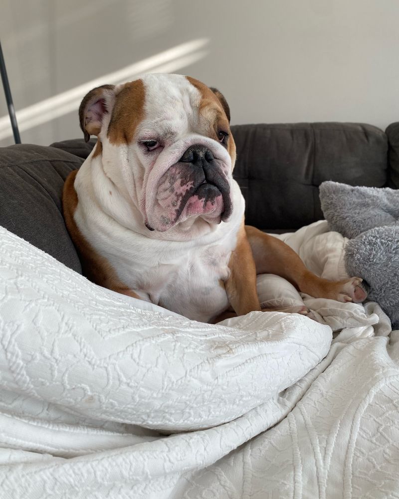 Bulldog
