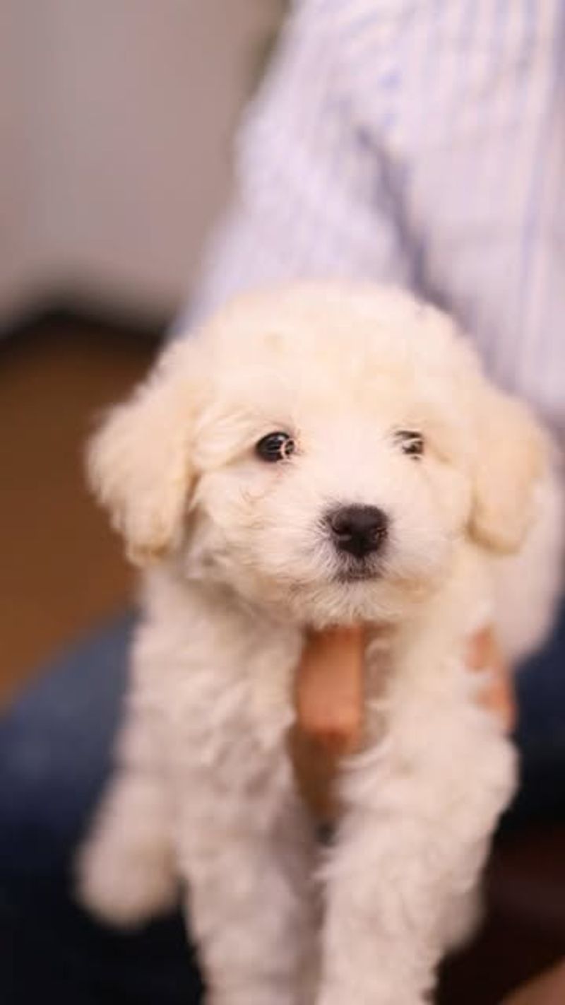 Bichon Frise
