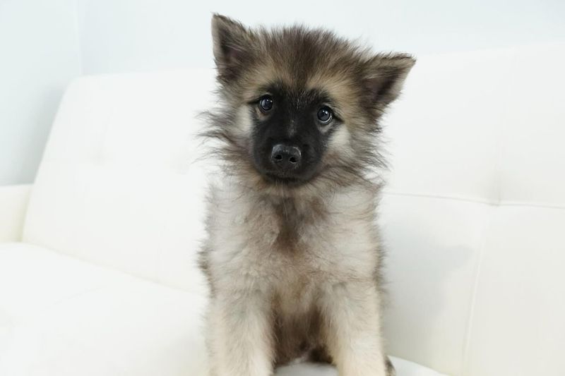 Keeshond