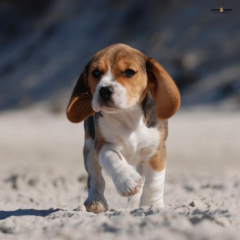 Beagle