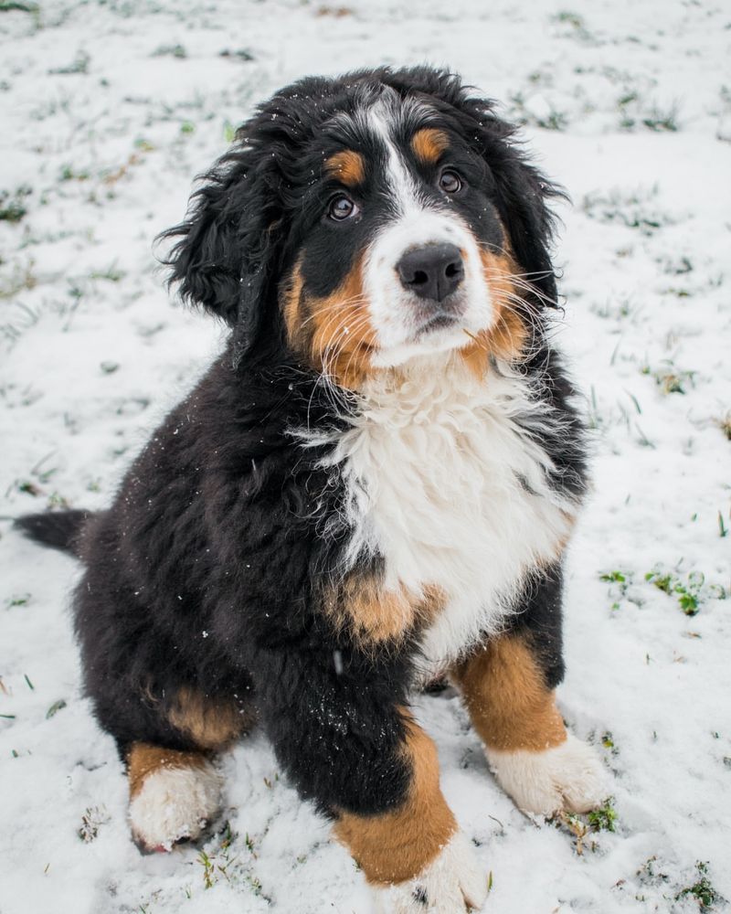Bernese Mountain Dog